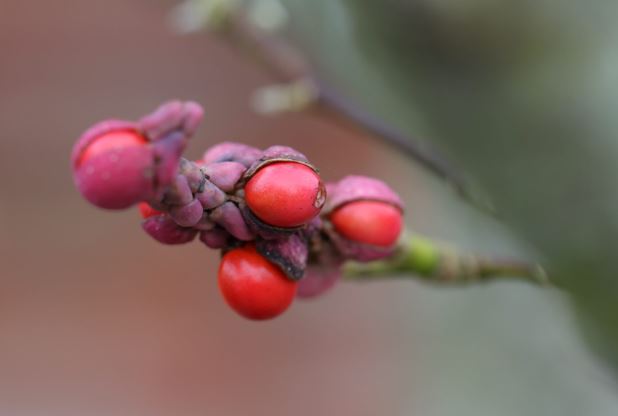 plantare magnolie